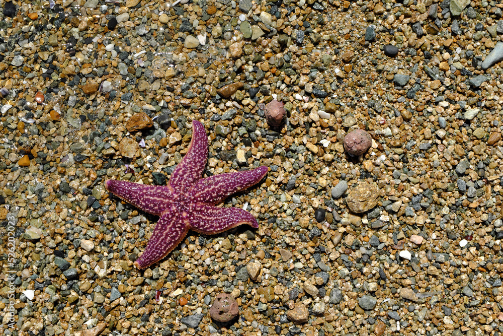 Rest on the seashore. A starfish washed up on the seashore. Rest on the seashore. A starfish washed up on the seashore.