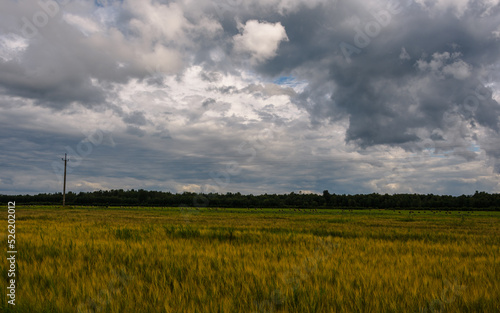 A beautiful cloudy sky over farmland where golden rye gives way in the background to a green meadow at the edge of a forest with bales of hay.
