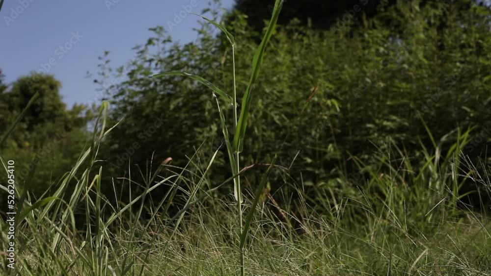 Beautiful Tennessee Tall Grass Beautiful Tennessee Tall Grass