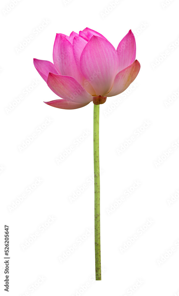 Naklejka premium Pink lotus flower in full bloom isolated on transparent background for design usage purpose