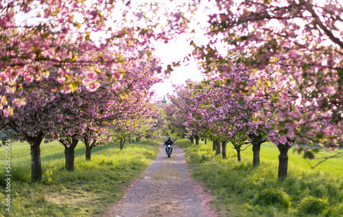 Motorbiker on the road in pink sakura (japanese cherry) alley. Lonely biker on a motorcycle on the romantic road