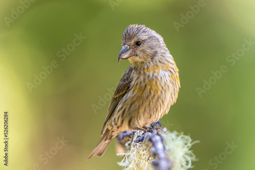 Juvenile Red Crossbill (Loxia curvirostra) photo