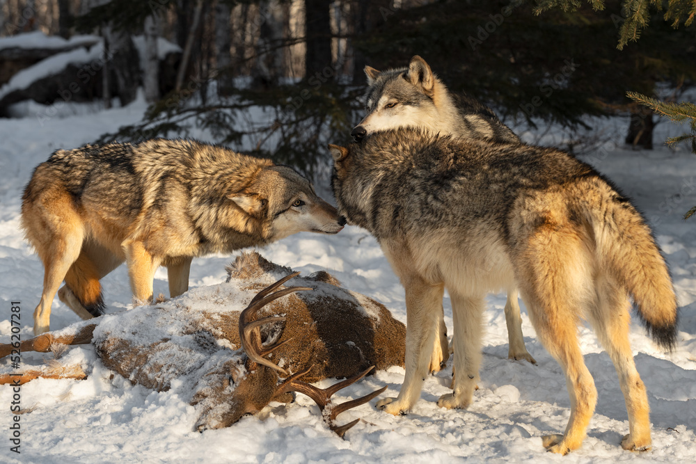 Obraz premium Grey Wolves (Canis lupus) Touch Noses Over Body of White-tail Deer Winter