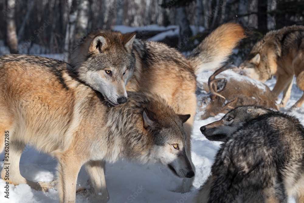 Grey Wolf (Canis lupus) Lays Head Over Packmate Winter Grey Wolf (Canis lupus) Lays Head Over Packmate Winter