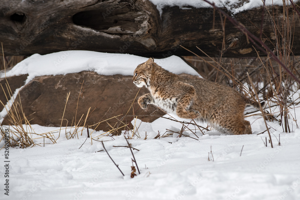 Bobcat (Lynx rufus) Leaps to Left Through Snow Winter Bobcat (Lynx rufus) Leaps to Left Through Snow Winter