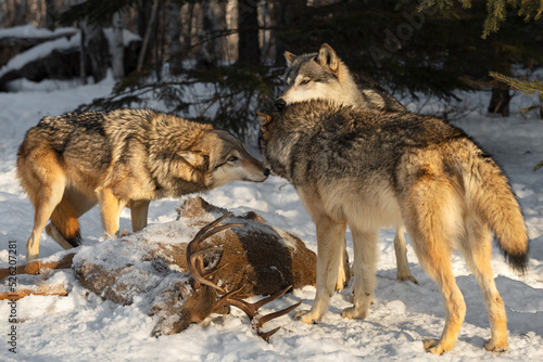 Grey Wolves (Canis lupus) Touch Noses Over Body of White-tail Deer Winter © geoffkuchera