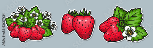 Ripe strawberry hand drawn sticker set. Realistic whole red berries with leaves and flowers. Healthy eco food labels. Perfect for card, scrapbooking, tag. Farmers market organic fruit product badges
