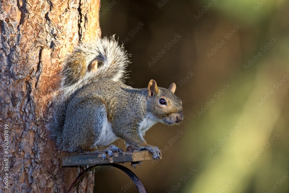 Fototapeta premium Side profile of a squirrel on a perch.