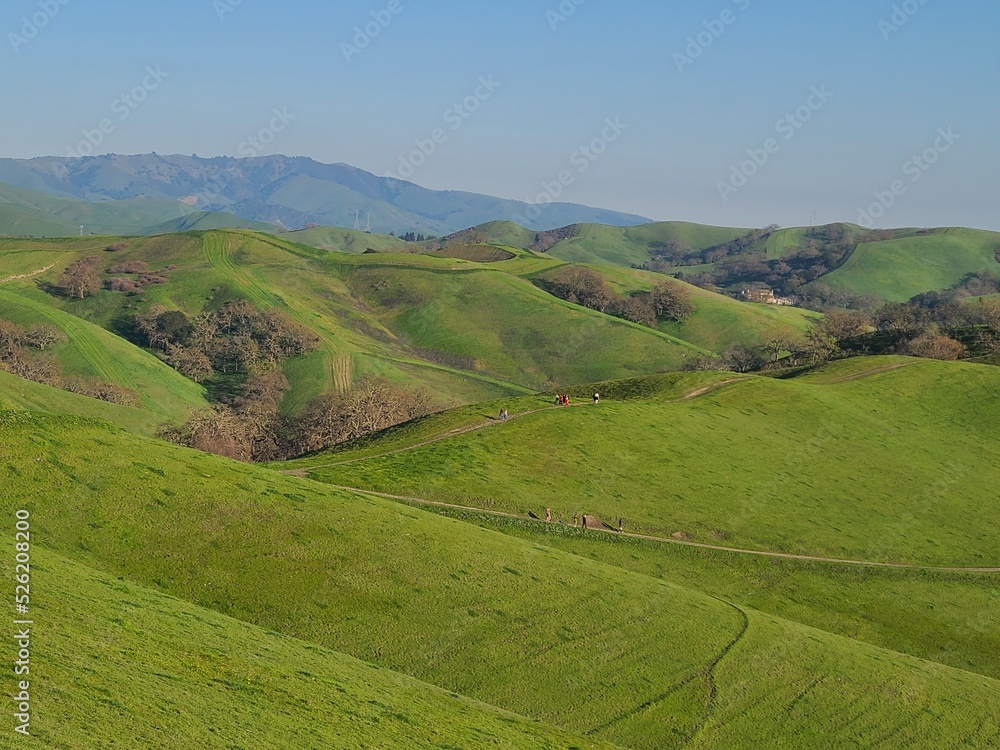 Cattle grazing in Sycamore Valley, Danville, California