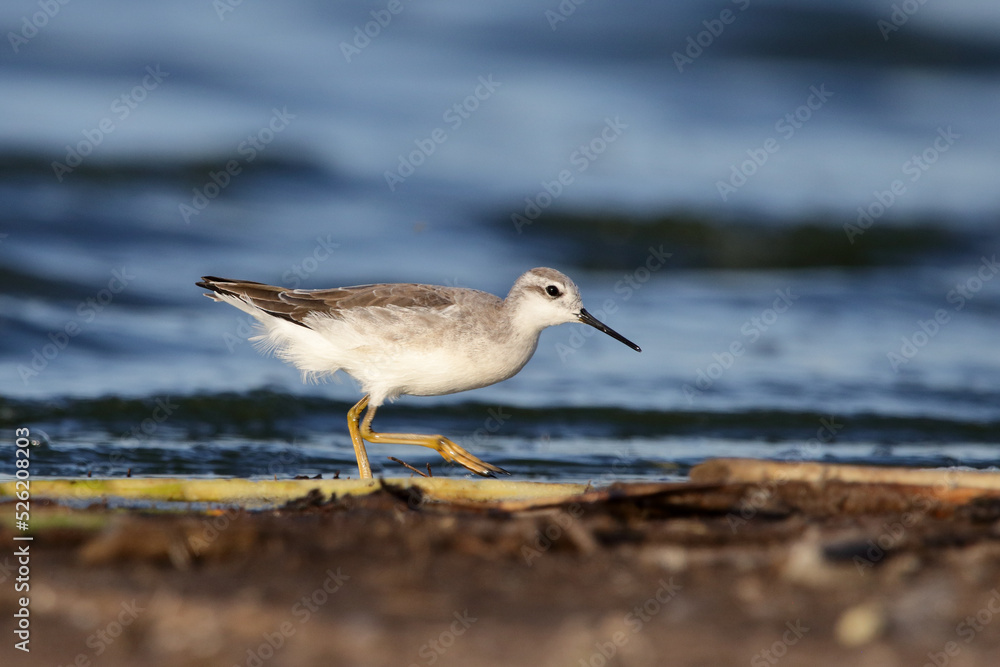 White shorebird 1 White shorebird 1