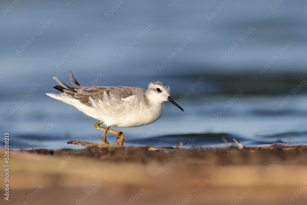 White shorebird 2 White shorebird 2