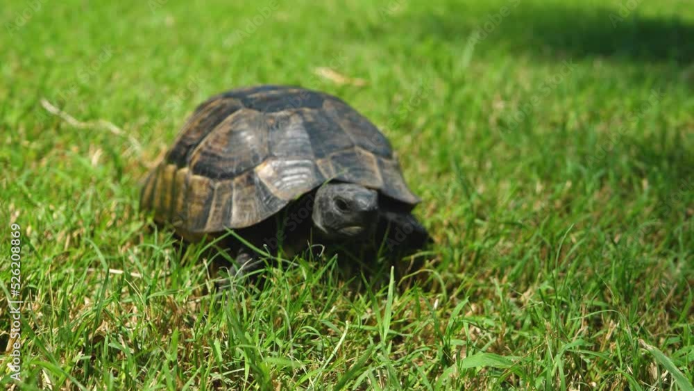 Tropical tortoise crawls on green grass. Endangered pet in tropical climate. Environmental conservation. Tropical tortoise crawls on green grass. Endangered pet in tropical climate. Environmental conservation.