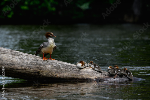 Common Merganser female and ducklings resting on log in the river