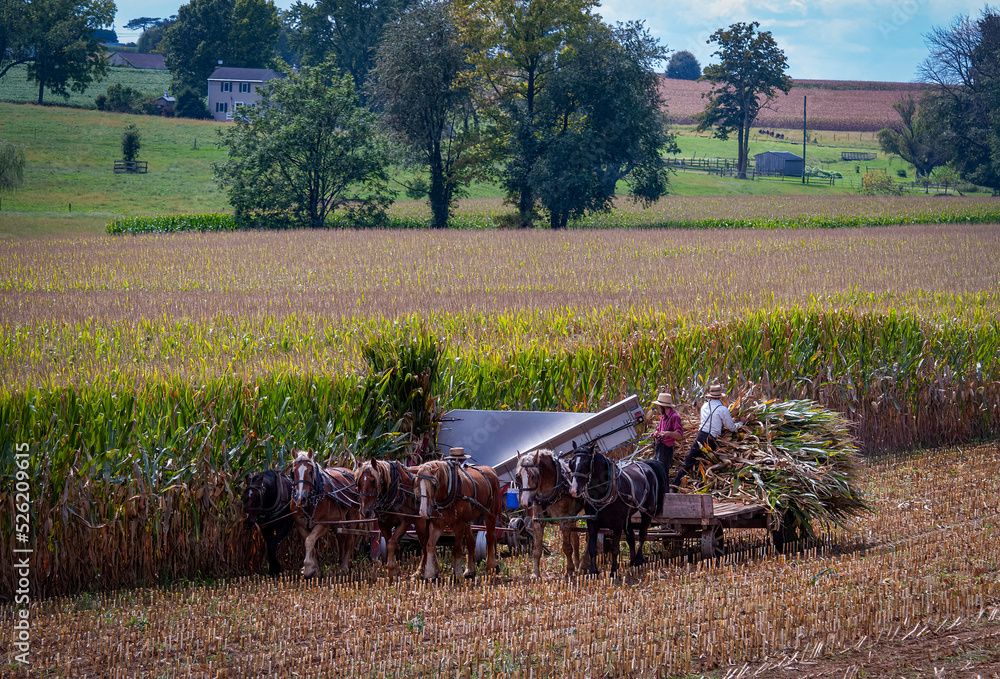 Obraz premium A View of Amish Harvesting There Corn Using Six Horses and Three Men as it was Done Years Ago on a Sunny Fall Day