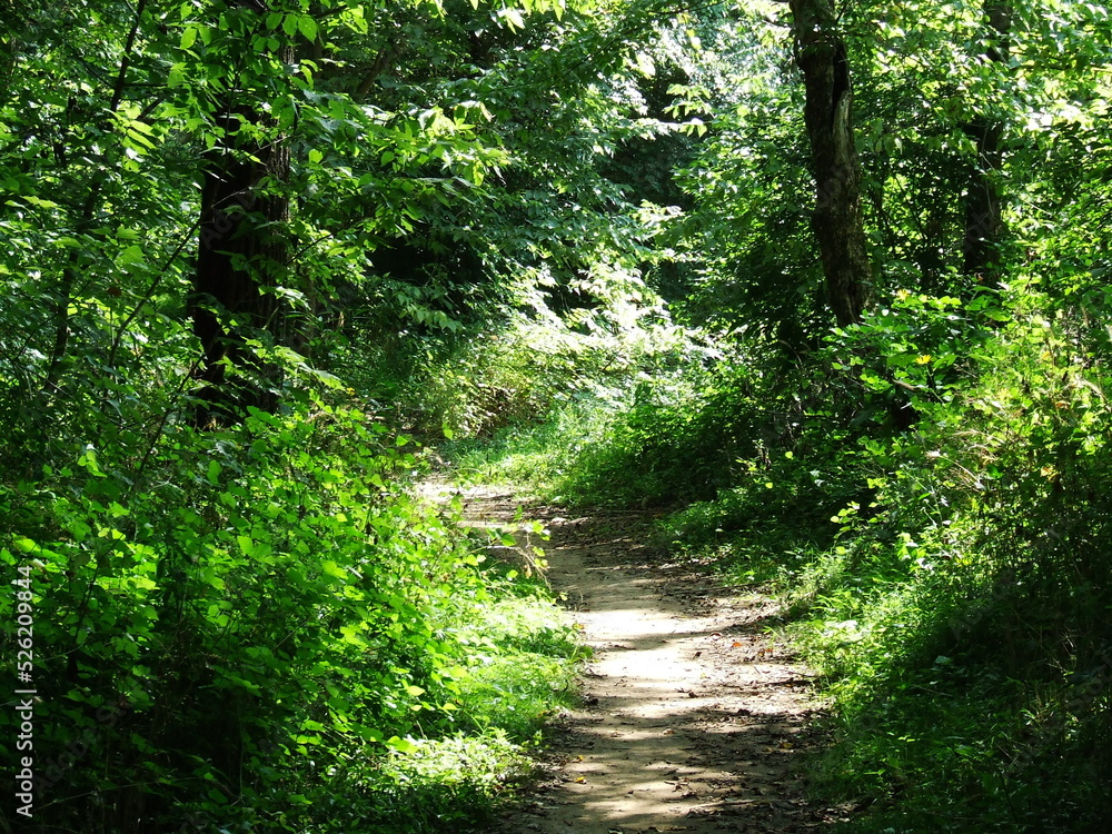 Obraz premium The Hidden Path