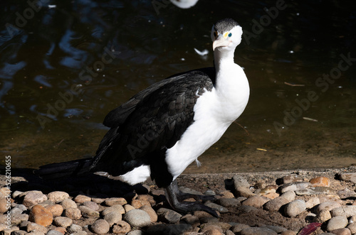 Little Pied Cormorant (Microcarbo melanoleucos) photo