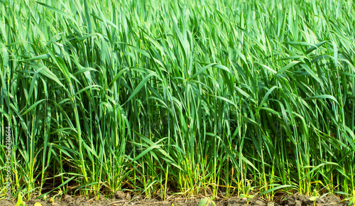 Young green wheat on an agricultural field. Close-up selective focus.