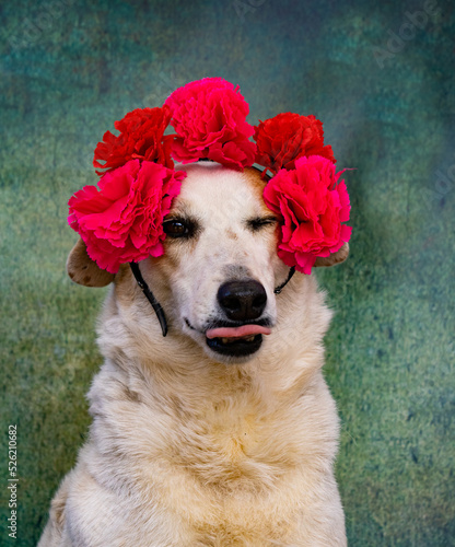 Fototapeta Naklejka Na Ścianę i Meble -  Dog with flower crown on his head sticking out his tongue and winking
