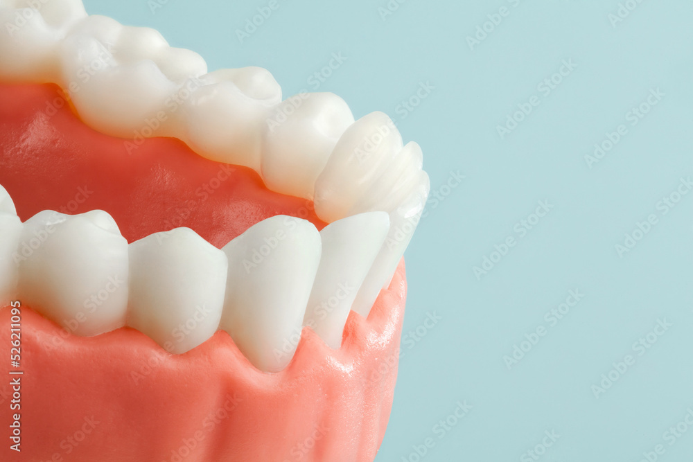 Fototapeta premium lower jaw with healthy teeth on blue background.