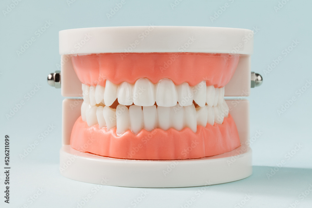 denture on cyan background. false teeth model for dental education. denture on cyan background. false teeth model for dental education.
