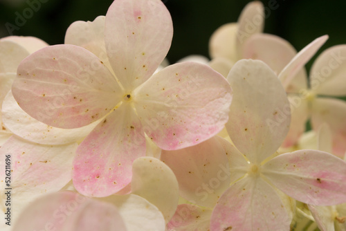 pink and white flower