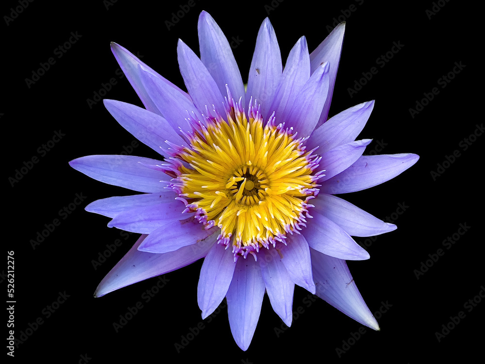 Purple lotus 