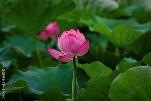 pink lotus flower