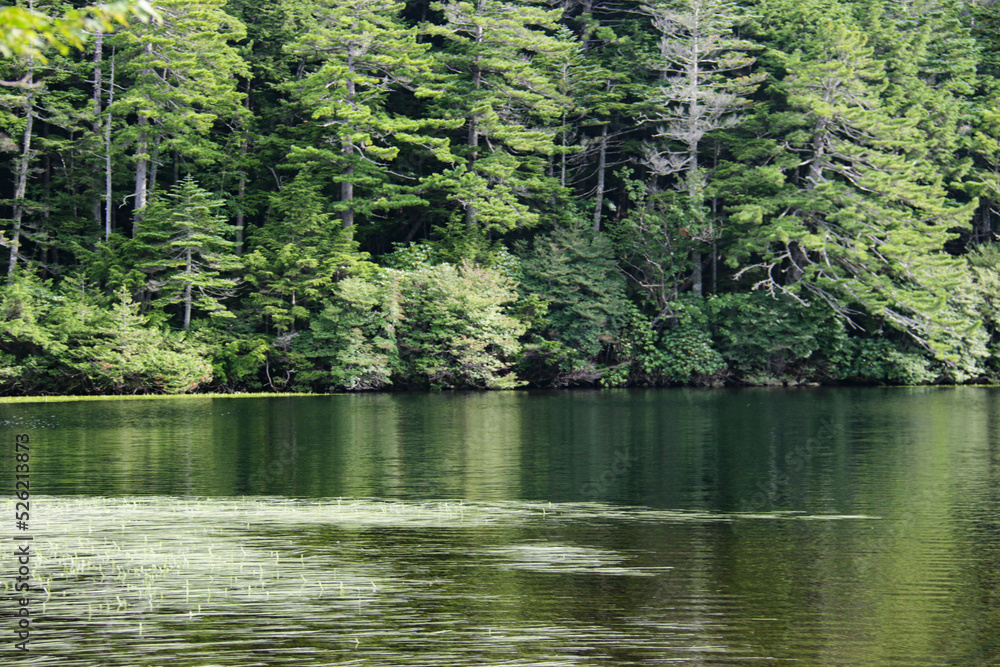 夏の北八ヶ岳　静寂に包まれる白駒池