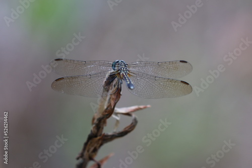 Rear view of a dragonfly at rest