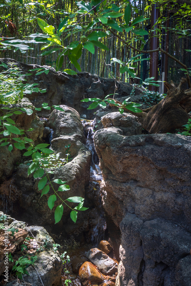 Bamboo forest and stream flowing through rocks at Smithsonian National Zoological Park. Bamboo forest and stream flowing through rocks at Smithsonian National Zoological Park.