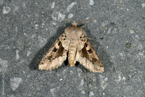 キンイロキリガ（北海道・知床）
