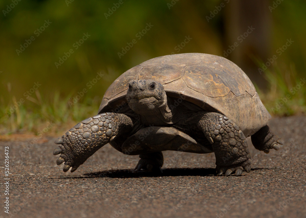 Fototapeta premium tortoise marching down the road
