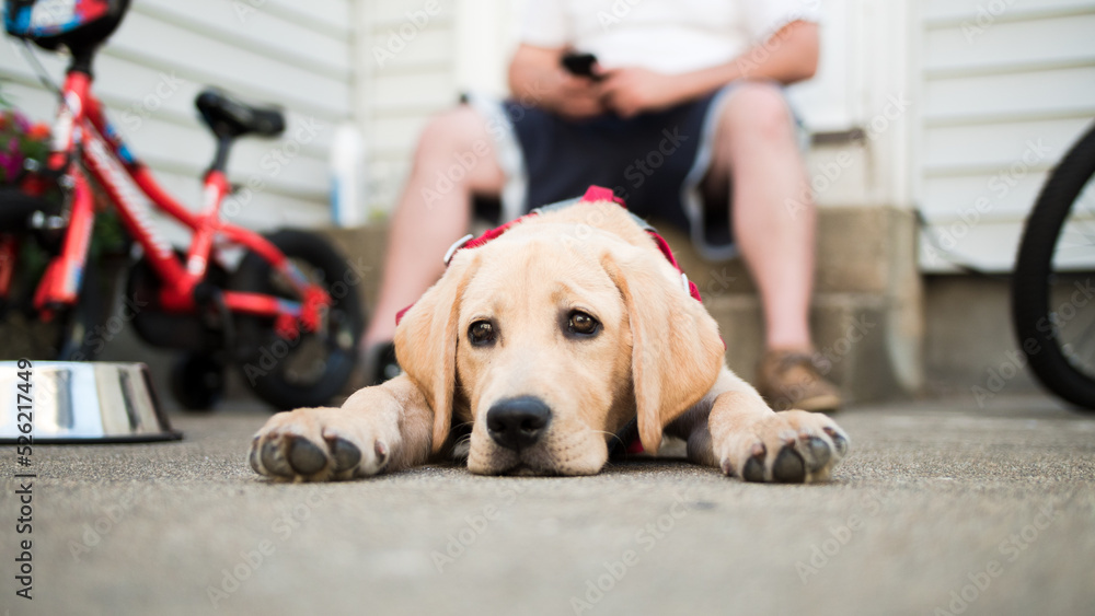 Relaxed golden Labrador puppy lying on the ground, looking to the left