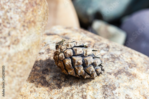 Cuadro en lienzo Pine cone close-up on large brown river stone, selective focus