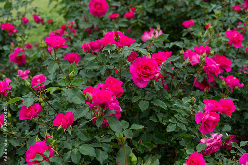薔薇の花11 薔薇の花11
