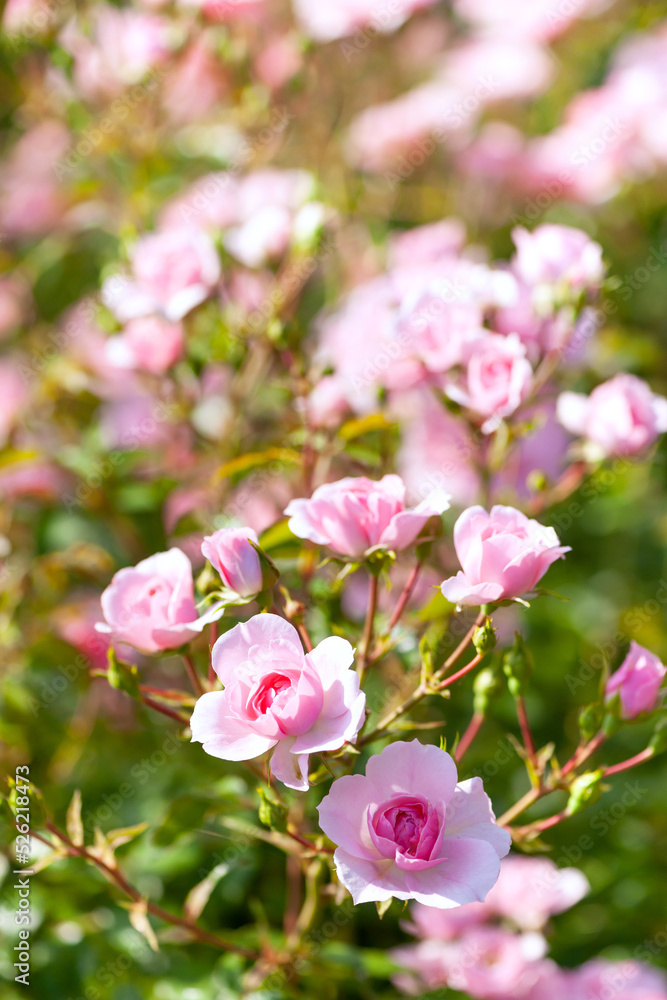 薔薇の花14 薔薇の花14
