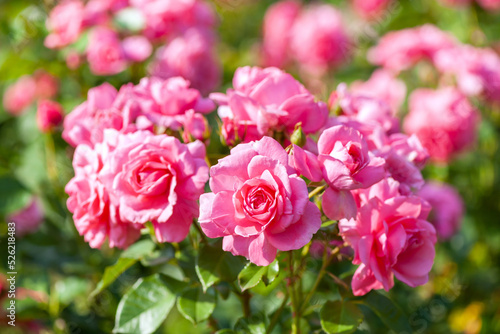香る薔薇園 © tomiyama