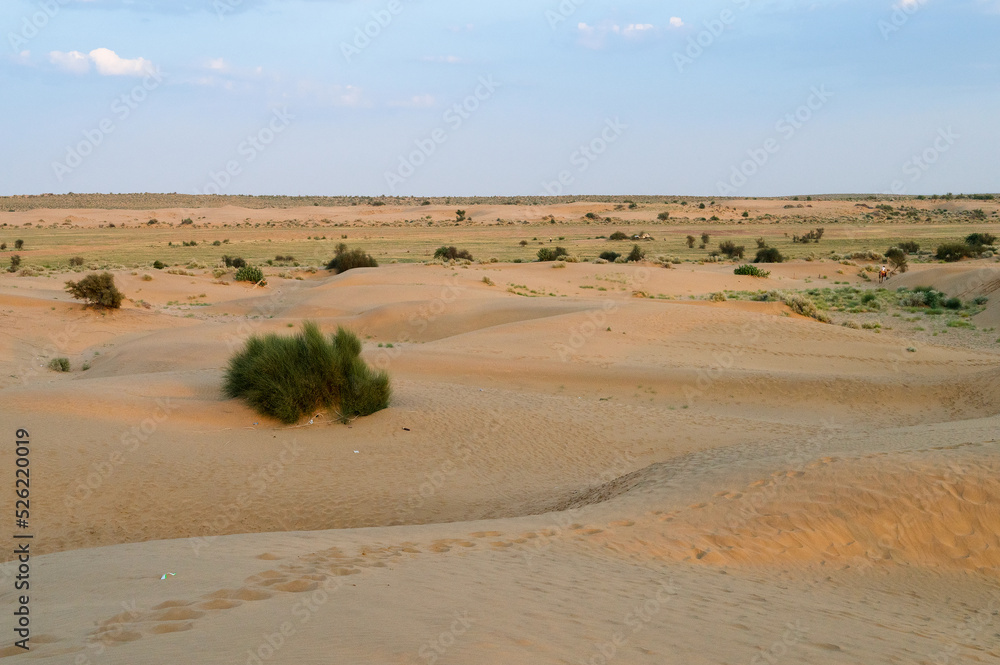Mexican Feather Grass , Stipa tenuissima, small desert plants growing at sand dunes of Thar desert, Rajasthan, India. Due to hot weather , drought and no water, there is no big tree in desert. Mexican Feather Grass , Stipa tenuissima, small desert plants growing at sand dunes of Thar desert, Rajasthan, India. Due to hot weather , drought and no water, there is no big tree in desert.
