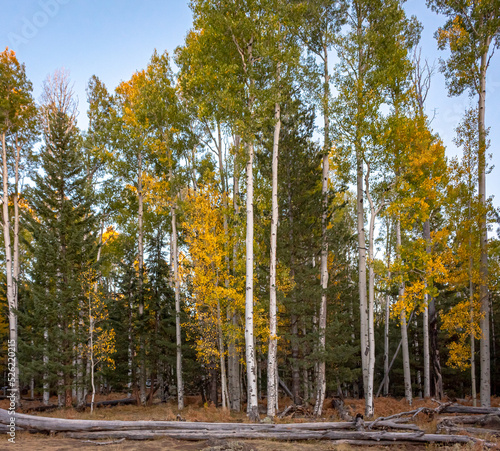 Golden yellow autumn tree forest and grass meadow at the Humphreys Peak in Flagstaff Arizona photo