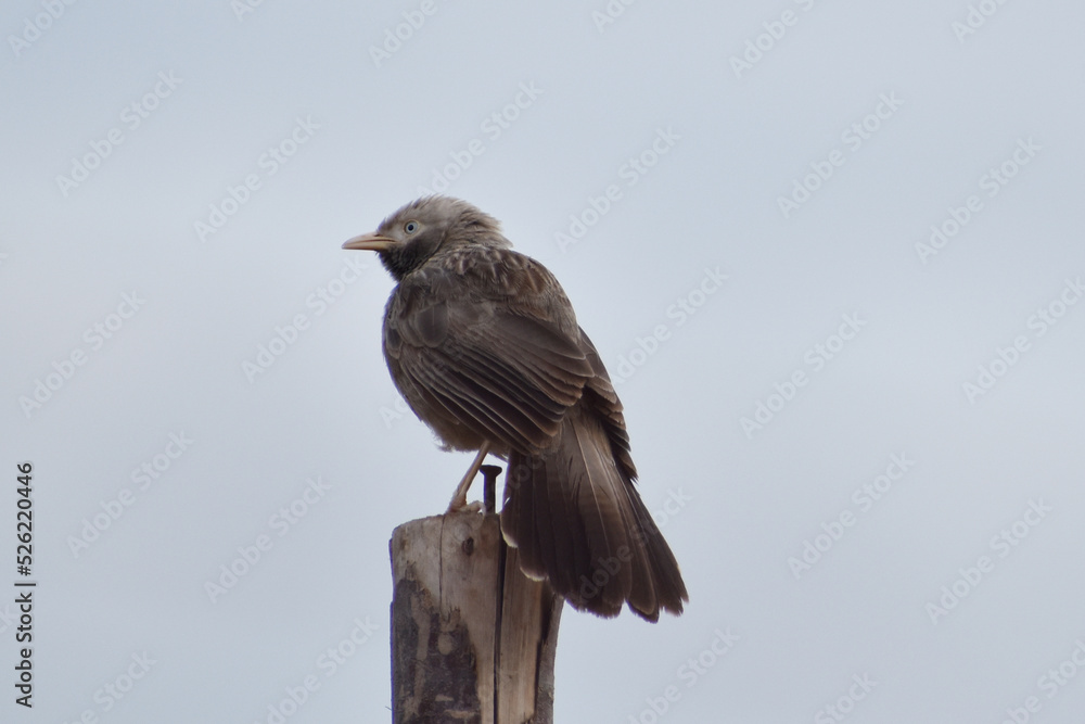 Fototapeta premium bird of prey