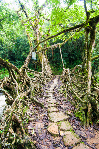 A Living Root Bridge is a type of simple suspension bridge formed of living plant roots by tree shaping. They are common in the southern part of the Northeast Indian state of Meghalaya.