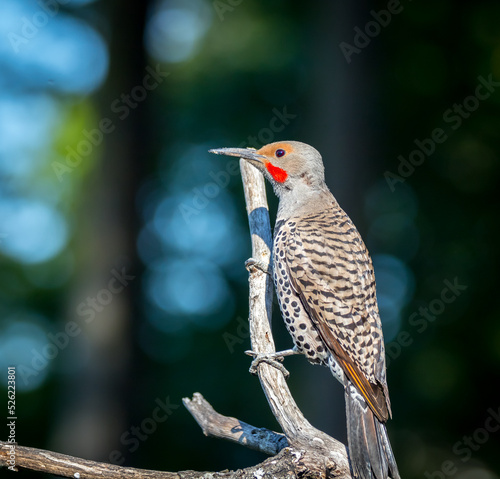 A beautiful northern flicker 