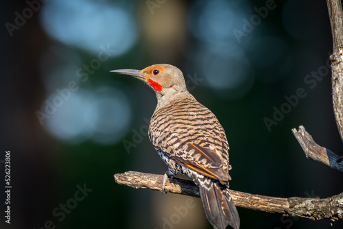 A beautiful northern flicker " Colaptes auratus " looks for insects among the branches.