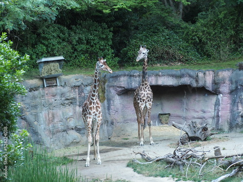 Canvas Print Giraffes in Zoo