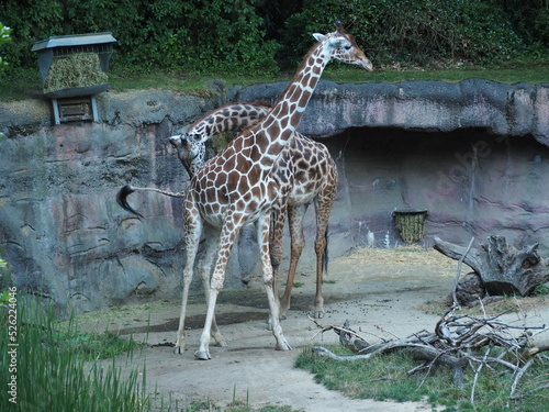 Giraffes in Zoo