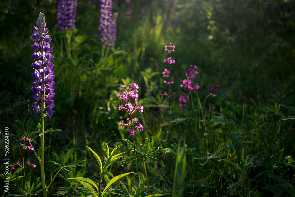 beautiful and bright Wild lupine flowers in a field against a sunset. High quality photo beautiful and bright Wild lupine flowers in a field against a sunset. High quality photo