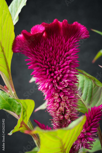 close-up macro view of red velvet flower, celosia cristata or argentea, also known as cockscomb, common garden plant, taken against dark textured blurry background photo