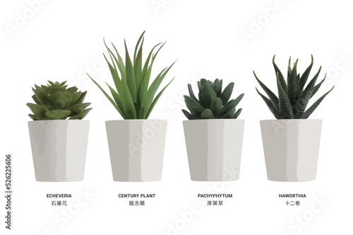 realistic vector illustration nature potted succulent plant in white flowerpot collection with green cactus and cacti is called echeveria and century plant and pachyphytum and haworthia in desert