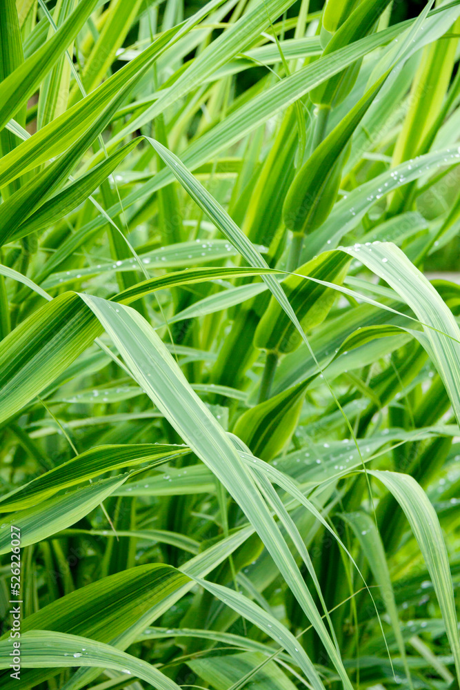 Fototapeta premium 笹の葉アップ