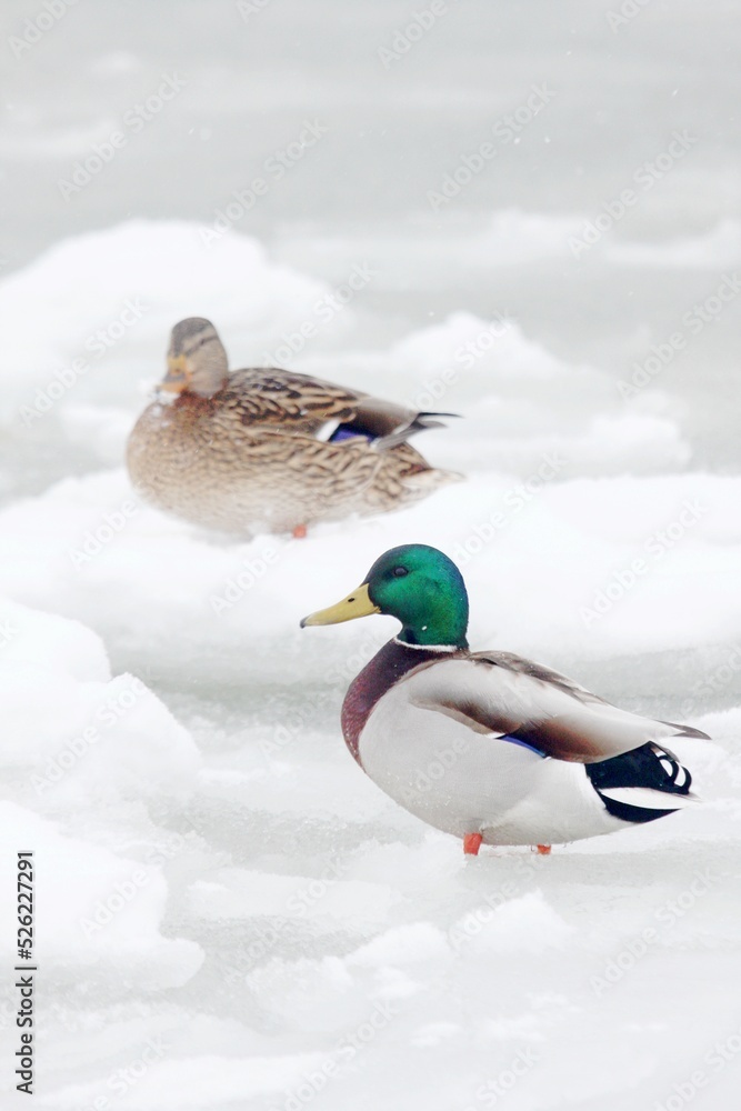 Zwei Enten auf einer Eisscholle Zwei Enten auf einer Eisscholle
